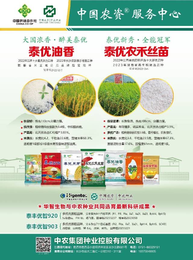 顶级长粒浓香优质晚稻