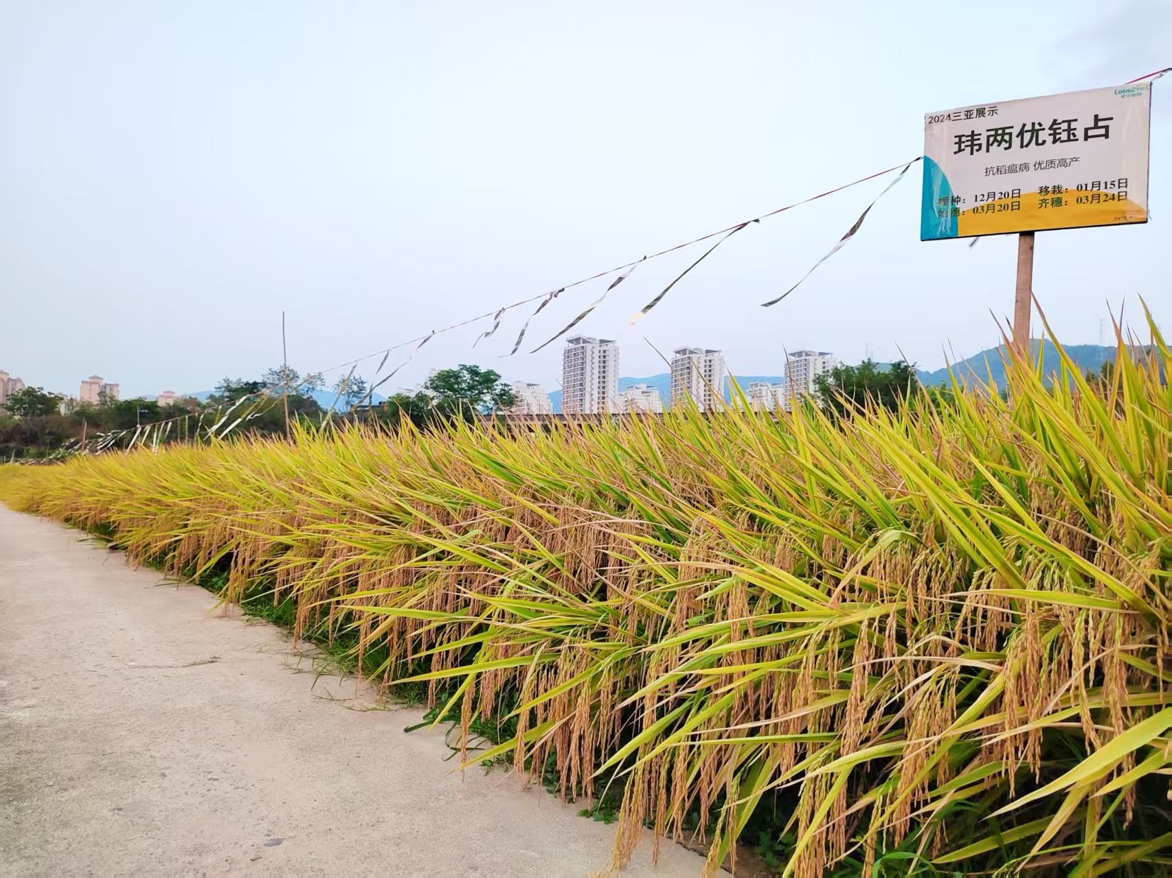 基因强大响当当，钰占年年谷满仓