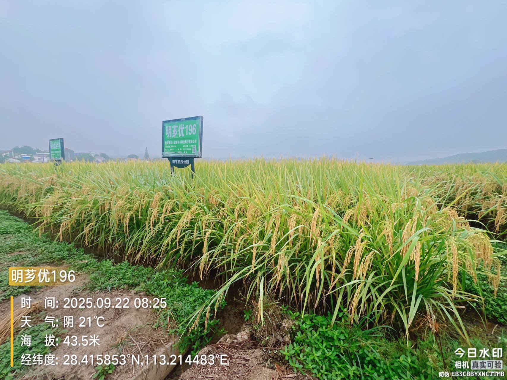 三高品种来袭！好吃😋颜值高！产量高！粮价高！
